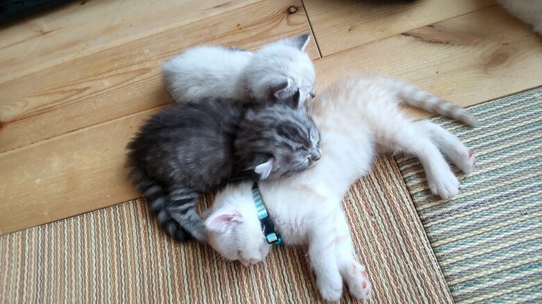 それでも仲は良いという