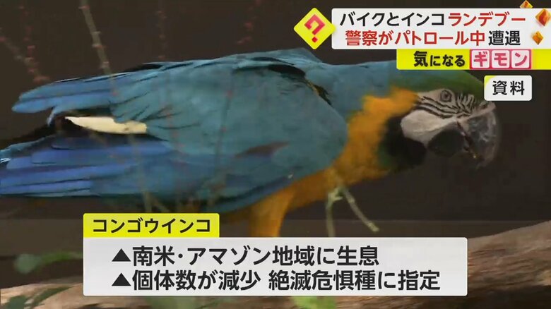絶滅のおそれがある生物に指定されている“コンゴウインコ”