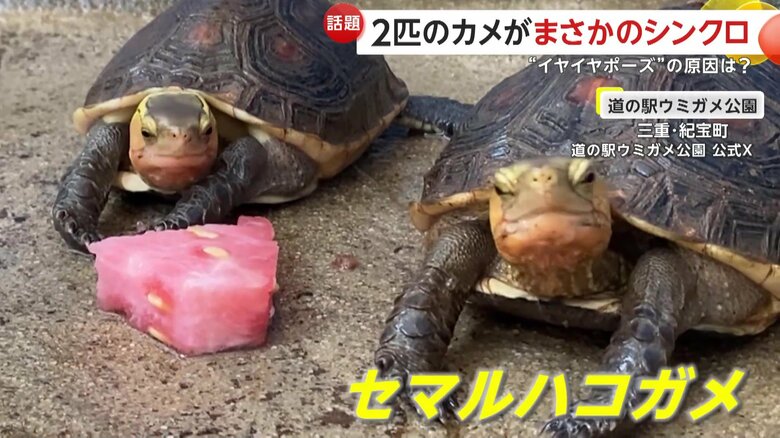 動きがシンクロする息ぴったりの2匹の｢セマルハコガメ」