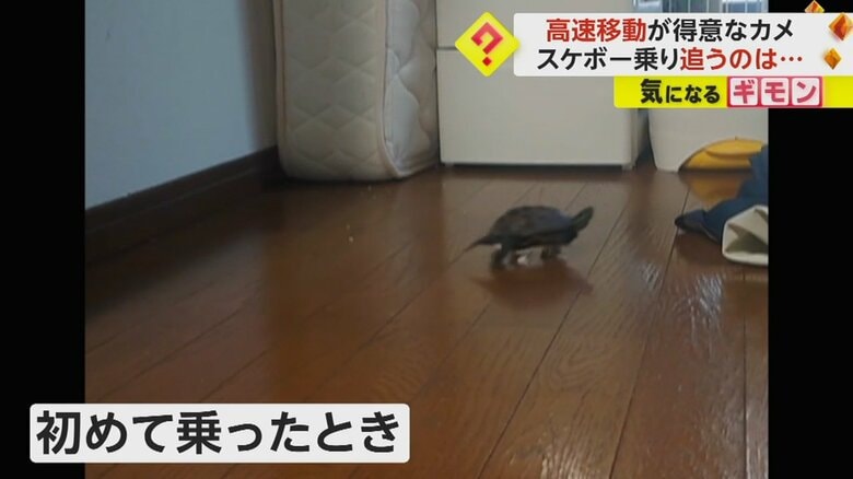 クサガメの“軍曹くん”が初めてスケボーに乗ったときの様子
