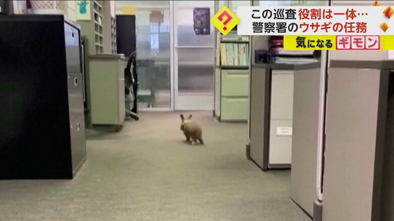 警察署内を歩き回る可愛いウサギの後ろ姿