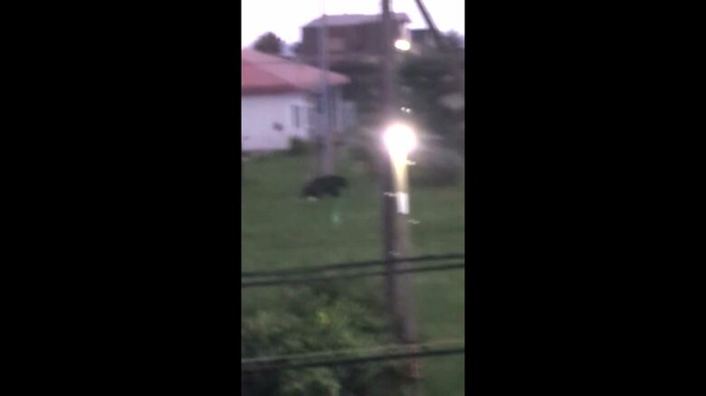 福島町内を徘徊するクマ（撮影：視聴者）