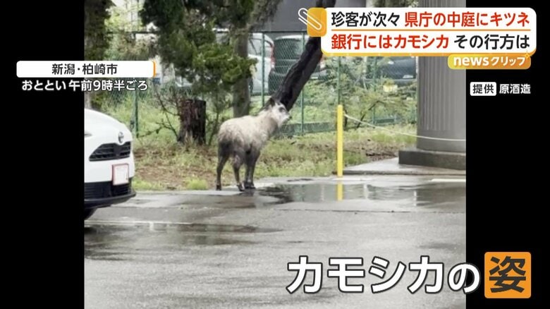 酒造会社の駐車場に姿を見せたカモシカ