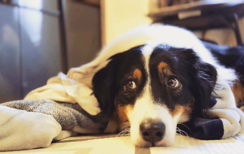 オーストラリアンシェパードのカイルくん