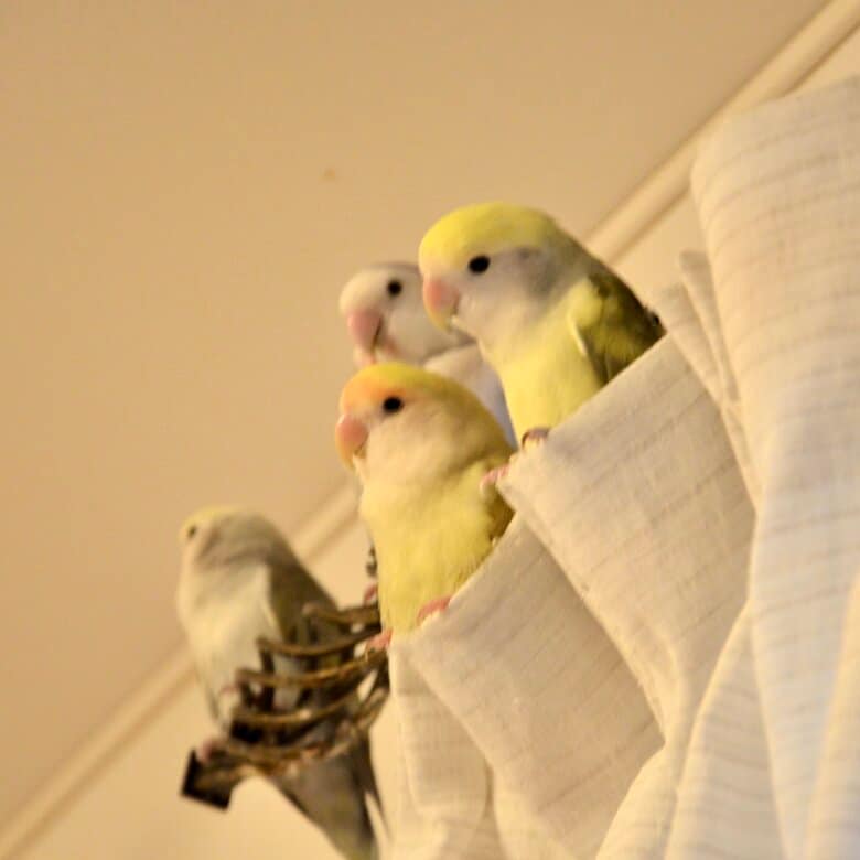 コザクラインコ