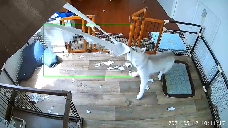 カーテンをこれでもかと引っ張るさくらちゃん