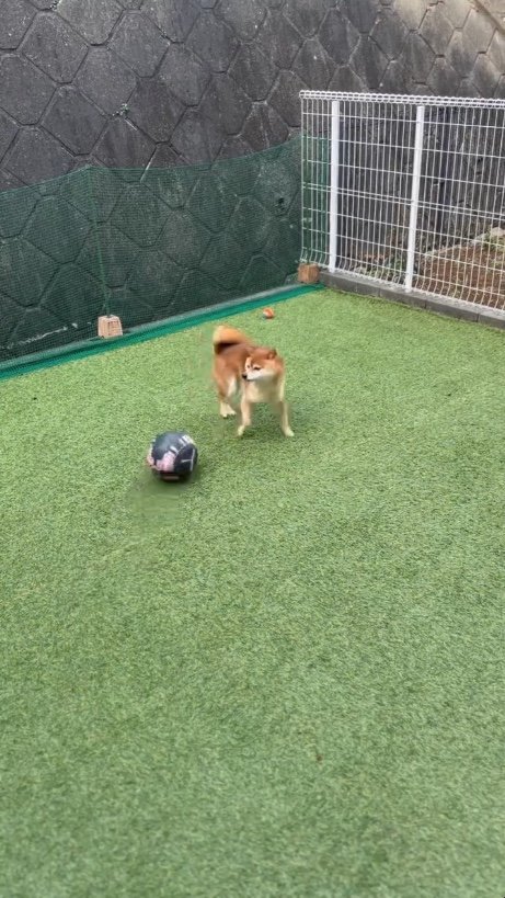 避けるというよりも（提供：Nerushibaさん）