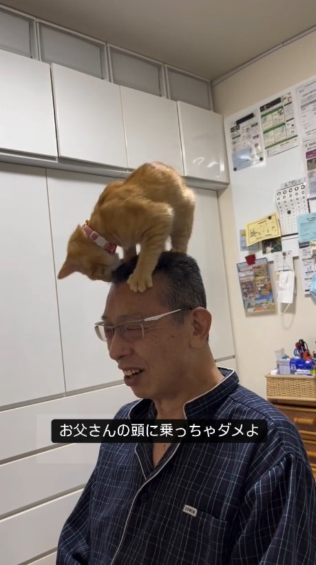 提供：cohakuさん
