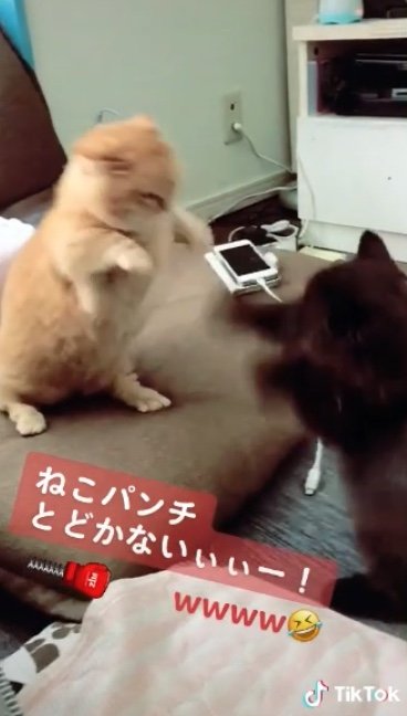 提供：サスケと小春さん