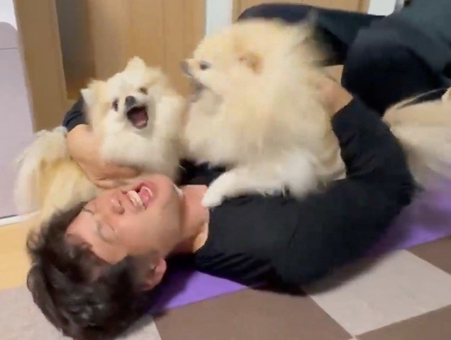激しいバトルにパパも大変そう（提供：愉快な3姉妹ポメラニアンちゃんねるさん）
