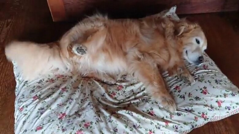 おなかを見せてなでなでを要求