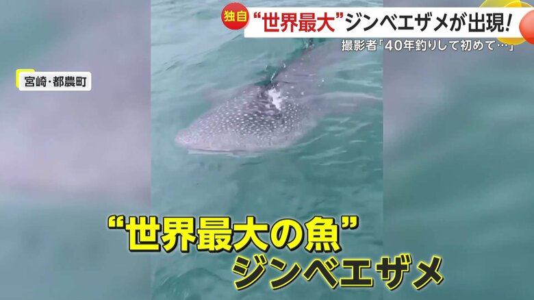 “世界最大の魚”と呼ばれるサメ科のジンベエザメ（撮影：正海丸）