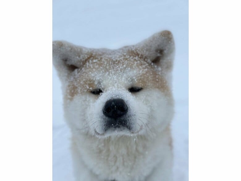 吹雪の中「おやつちょうだい」（提供：秋田犬 五元(イモト)さん）