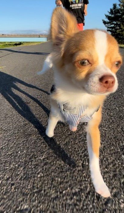 提供：ふくのすけさん