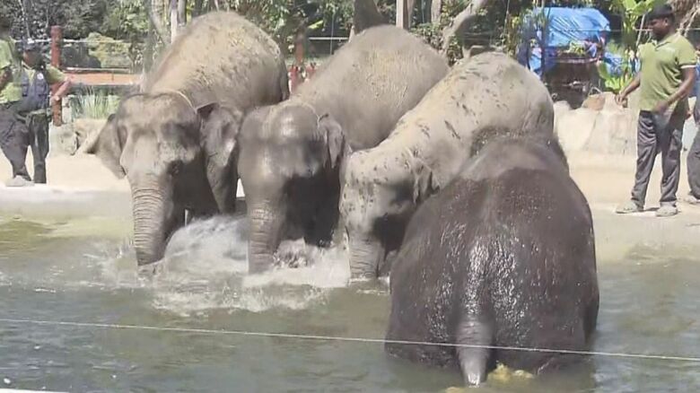 水遊びするゾウ