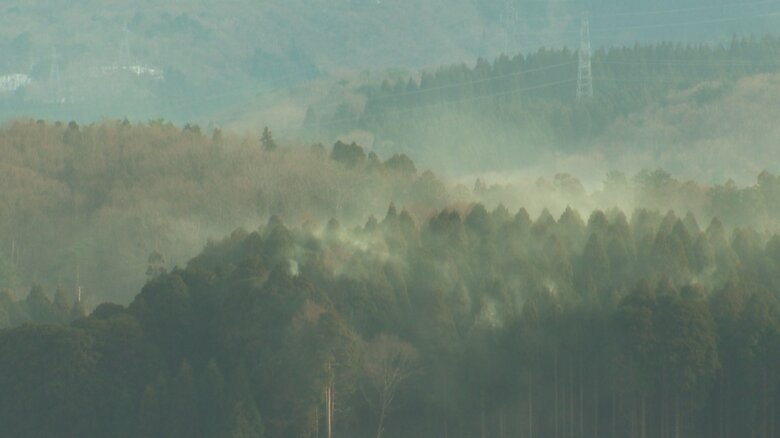 スギ花粉（資料）