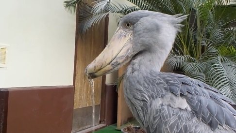 やっばりザバー