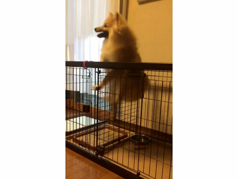 小さい時はこのくらいのジャンプ力だった…（提供：デカポメ《えり太》との日々さん）