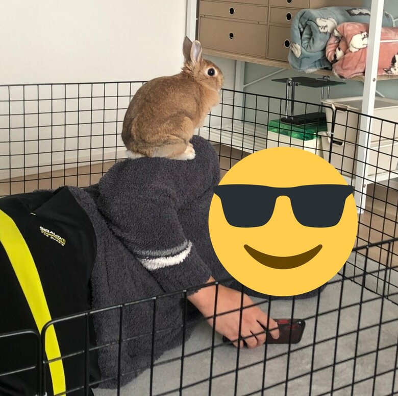 アンジーちゃん（提供：うさぎと暮らしと。さん）