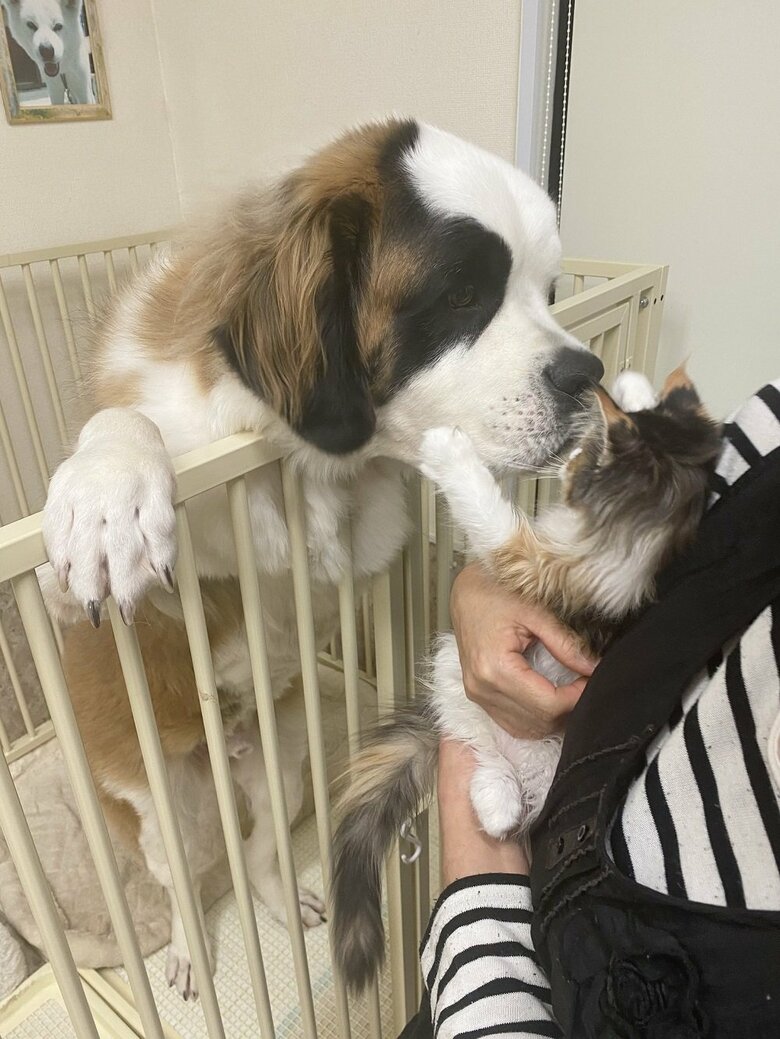 ノエルちゃんをなめなめしてかわいがるグランくん