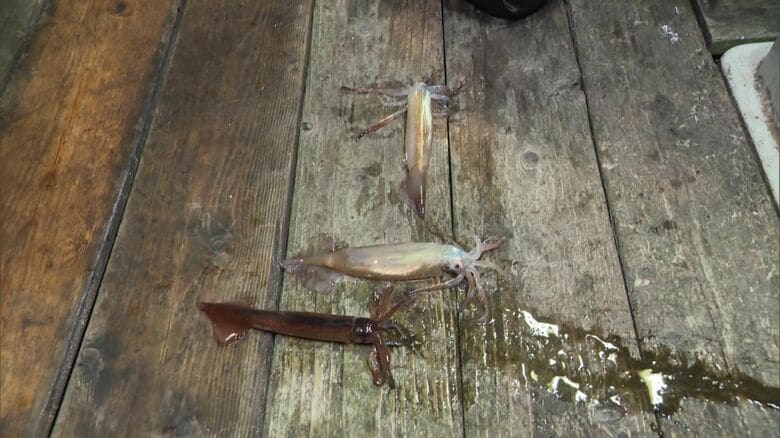 こちらの漁船では4匹