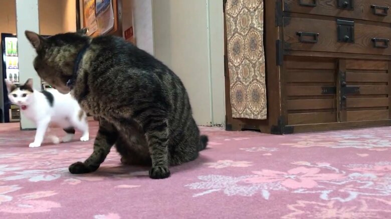 先輩猫にアタックするきなこちゃん（4）