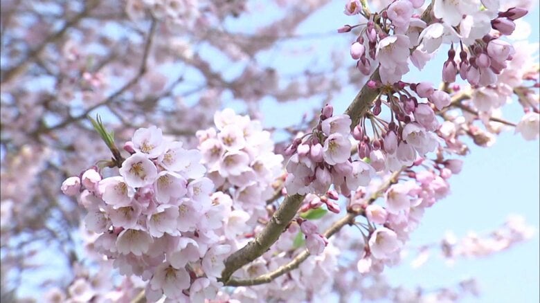 エドヒガンザクラ