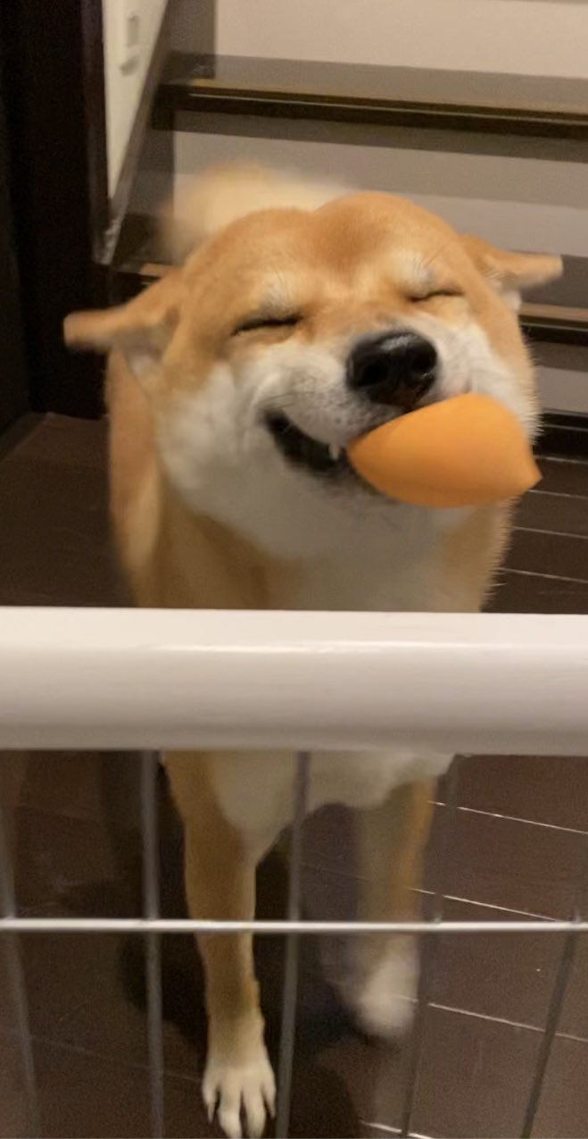 提供：柴犬 雷吾さん