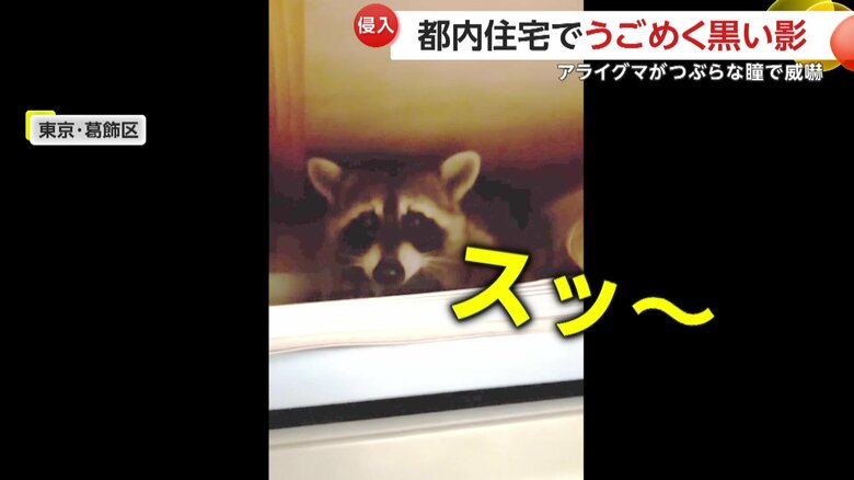 威嚇をするアライグマ（FNN投稿サイト「ビデオPost」）