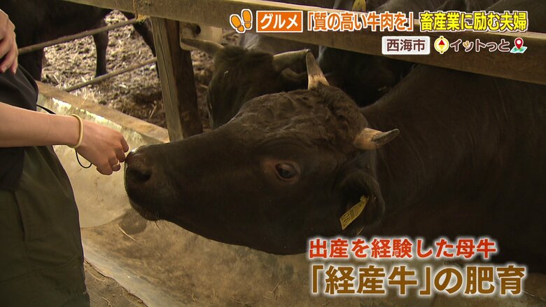 「経産牛」を丁寧に育てる