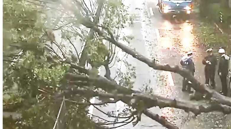 台風15号の影響で木が倒れ、道路をふさいでしまった