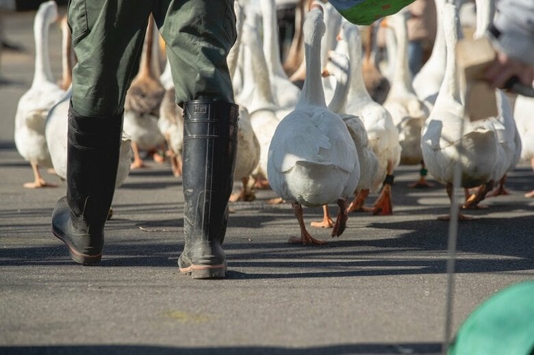 ガーガーウォーキングの後ろ姿（提供：まめさん）