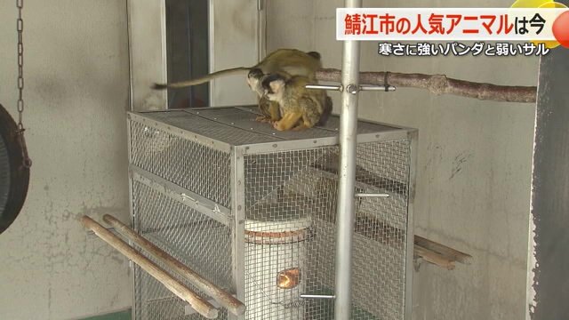 石油ストーブで暖まるボリビアリスザル