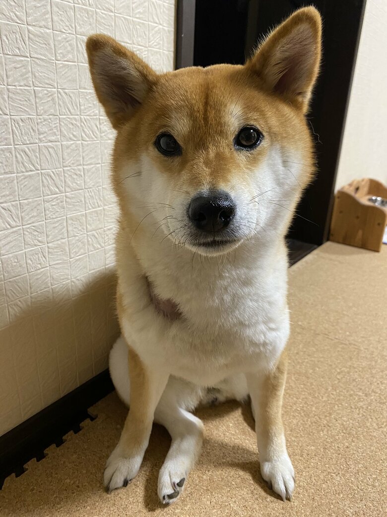 ご飯を待つゆきちゃん