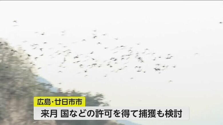 宮島で大量のカワウが飛んでいる様子
