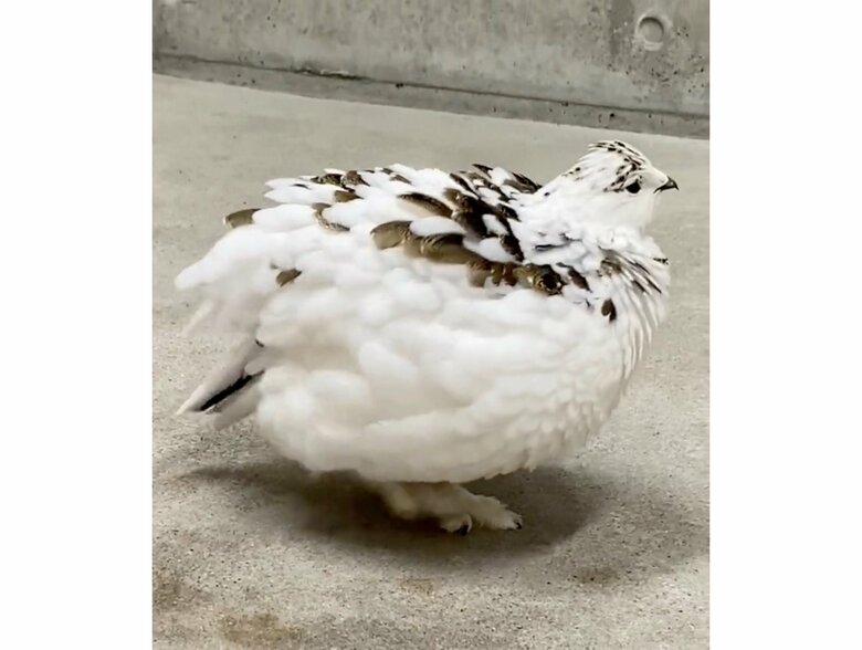 提供：市立大町山岳博物館