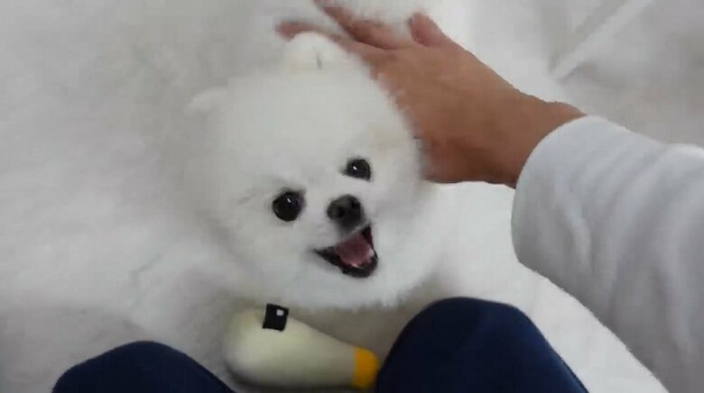 持ってきてくれる