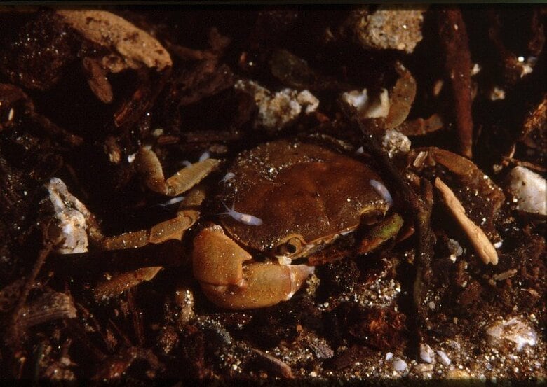 ミカゲサワガニについているヤマタロウヤドリツノムシ（提供：宮崎 亘さん）