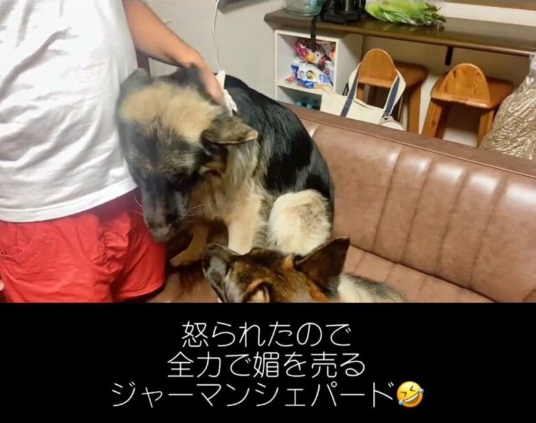 Bossさんに怒られ反省（提供：Tobi and Bobi シェパード兄弟犬さん）
