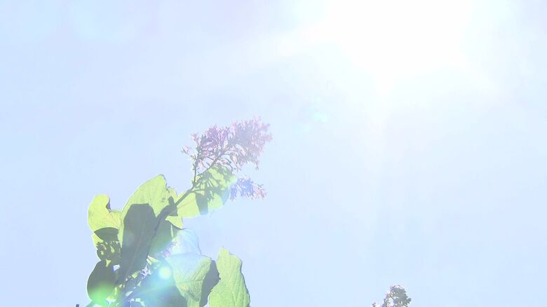 熱中症の疑いによる搬送が続いている