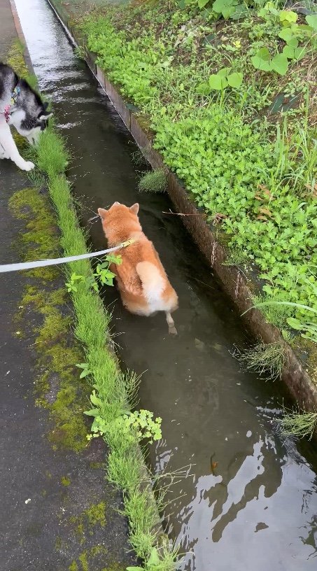 提供：柴リアンハスキーもちごめ兄弟さん