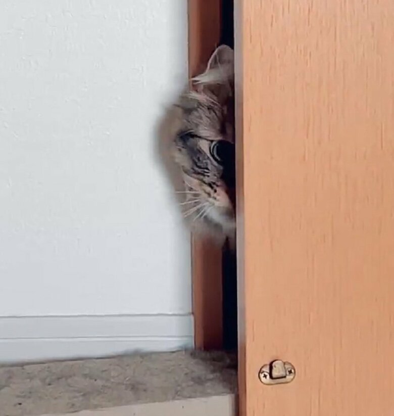 またひょっこり！