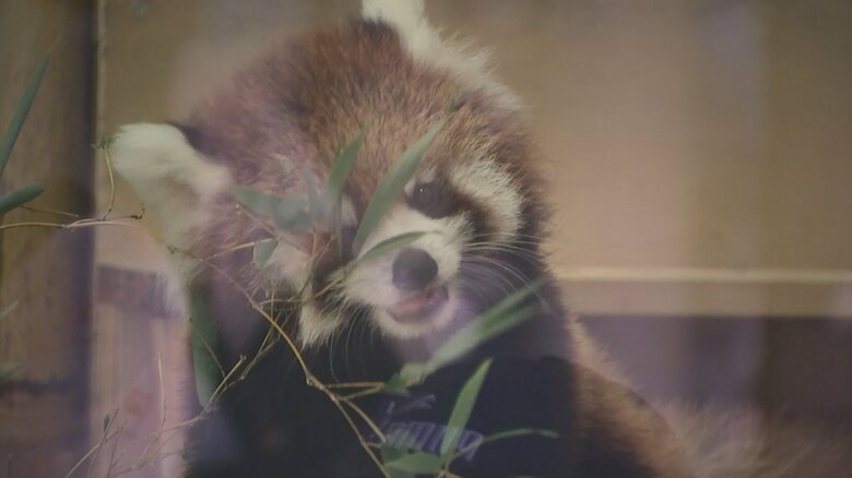 笹の葉を食べる姿も愛らしい杏香