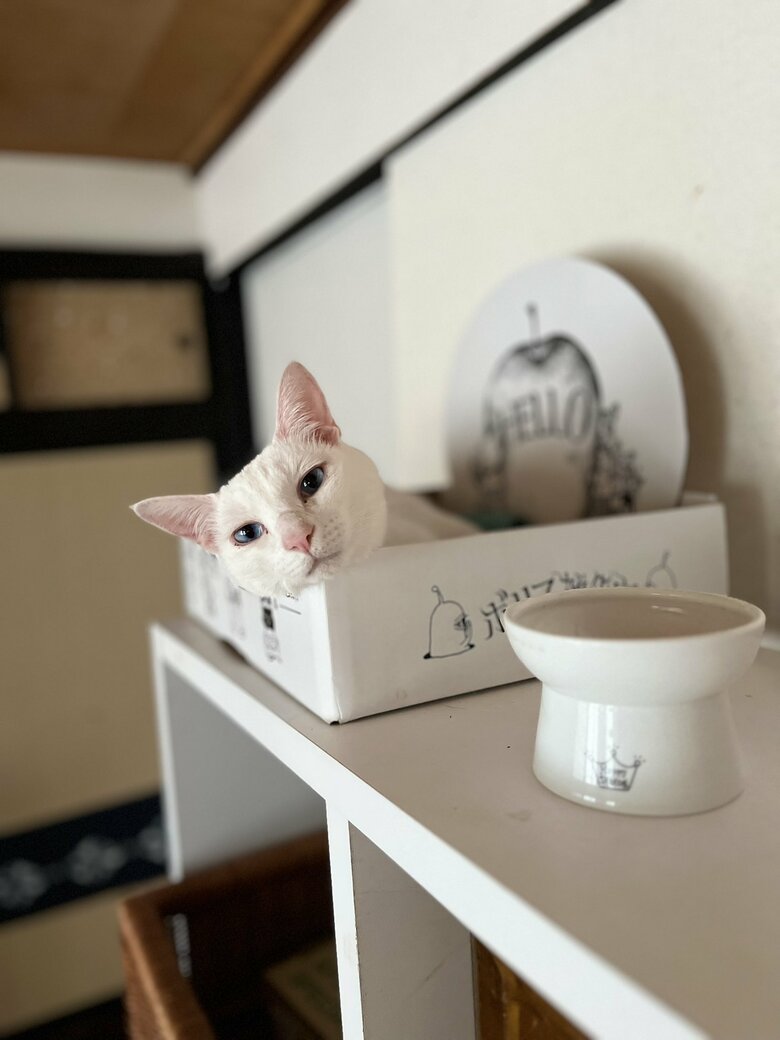 箱の中の福夫くん