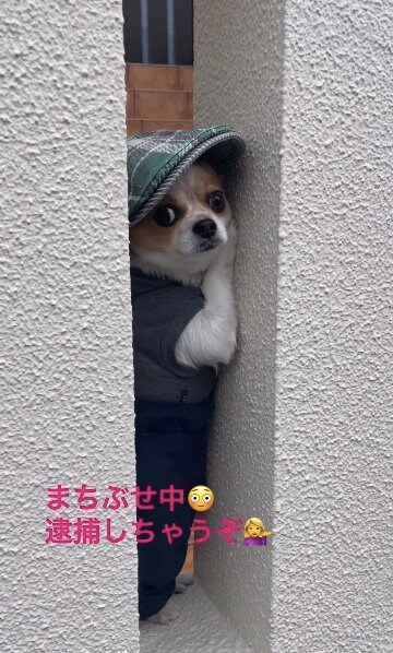 提供：SORA/ちわわさん