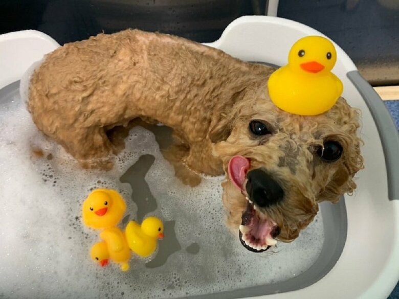 水にぬれると…どなた？