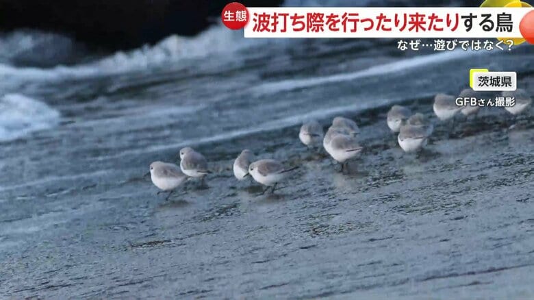 茨城県の海岸で波打ち際を行ったり来たりする鳥