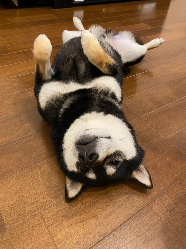 提供：柴犬むさしとこじろうさん