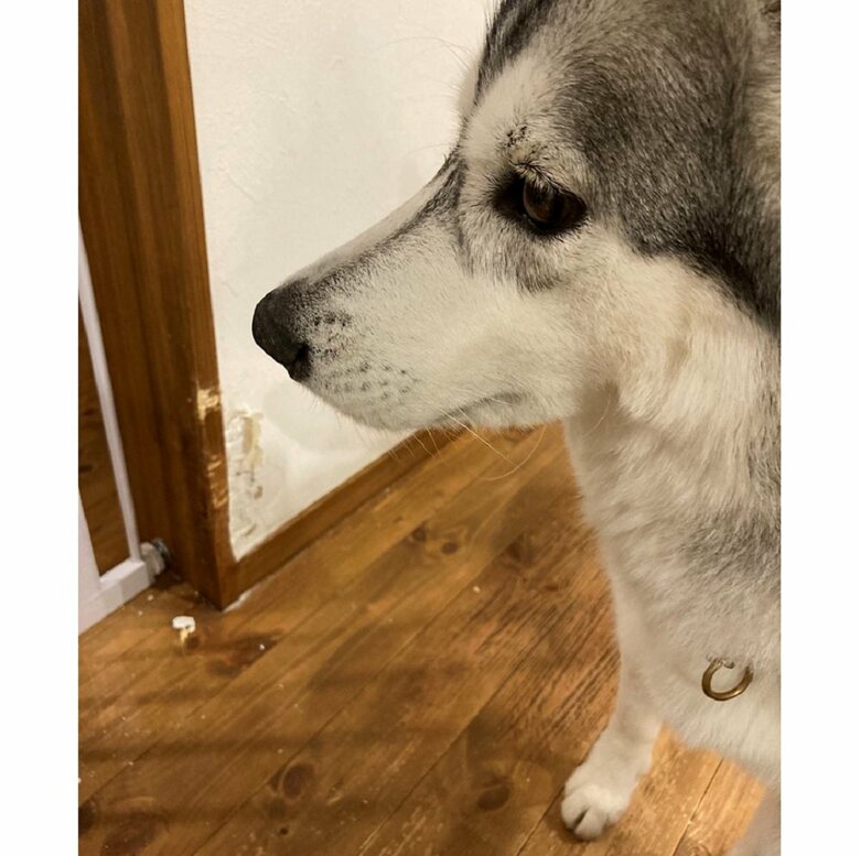 雨でお散歩に出られず、壁をかじってしまった…