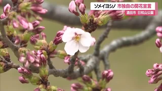 日和山公園でサクラ開花　平年より6日早い開花・記録始まった2015年以降最速　山形・酒田市　